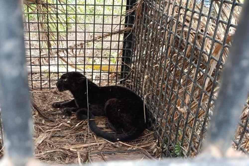 東：登州野生動物保護及國家公園局週日成功捕抓到一頭雌黑豹。