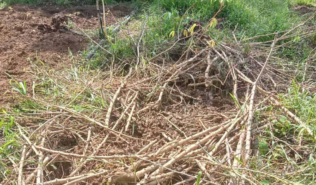 东：话望生豪部落农作地早前遭山猪破坏。