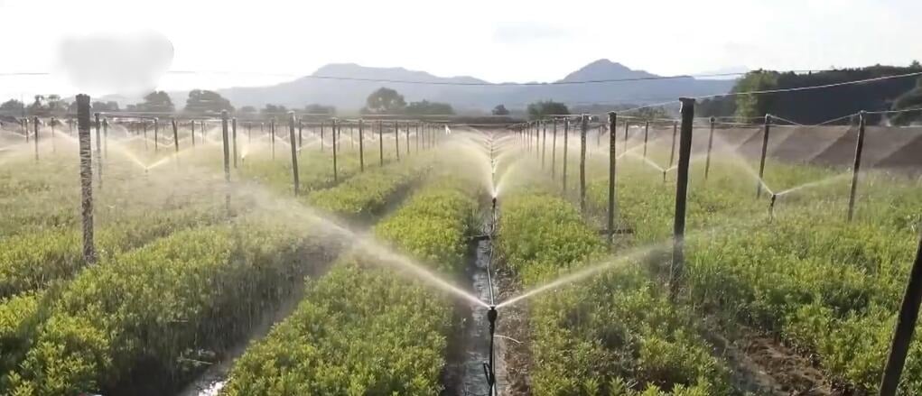 中国南方多地高温天气持续 各地多措并举确保粮食稳产