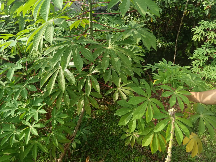 大都會-綠意盎然/甘榜東姑社區菜園