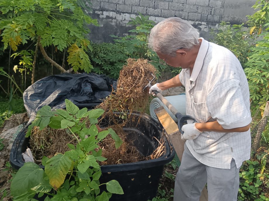 大都會-綠意盎然/甘榜東姑社區菜園