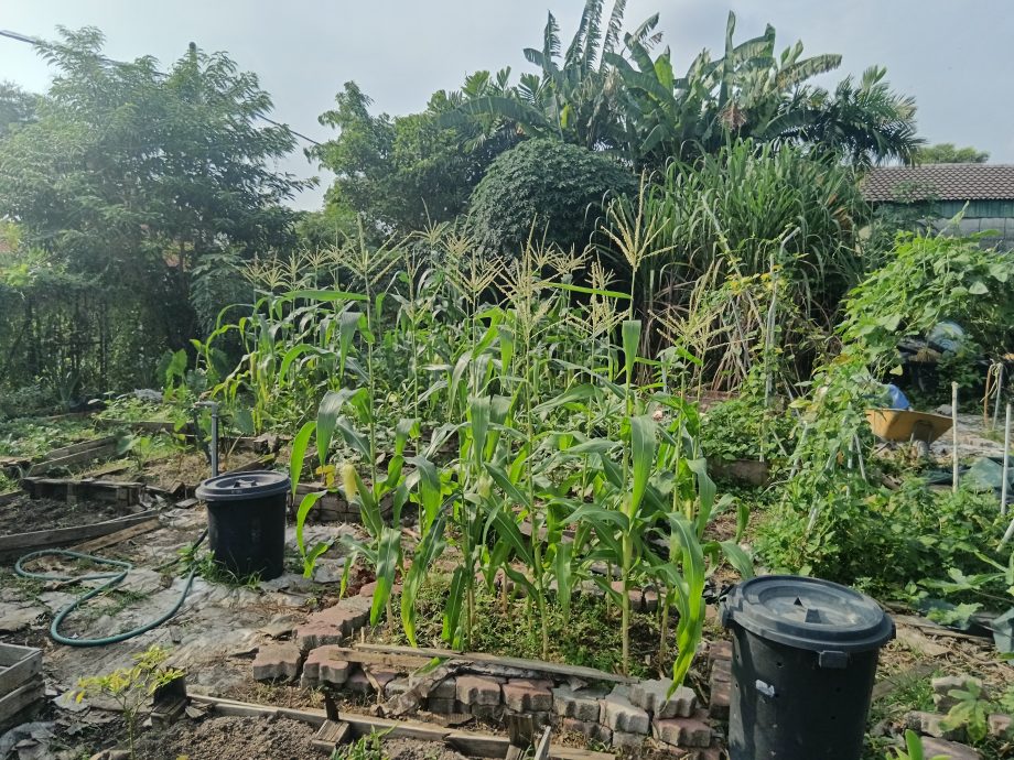 大都會-綠意盎然/甘榜東姑社區菜園