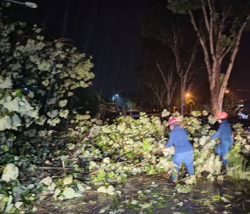 大都会封面副:狂风暴雨刮倒16树/4图