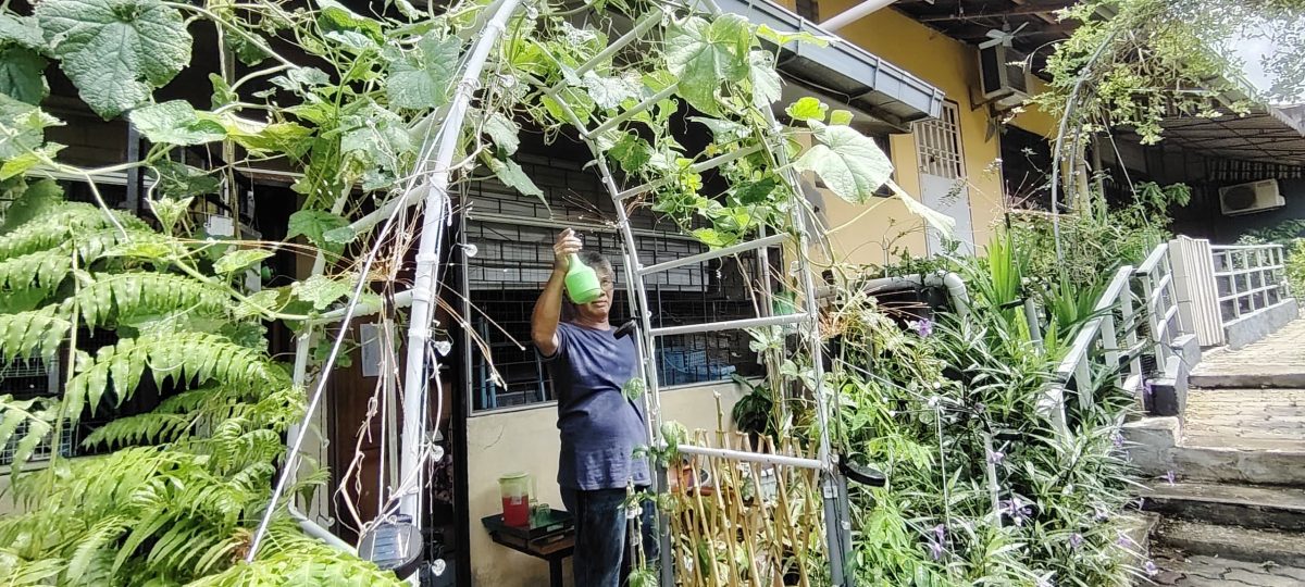 大都會/綠意盎然/828見報/Gombak 8 有溫度的後巷社區菜園 居民解開半世紀後門枷鎖 走出栽種交流