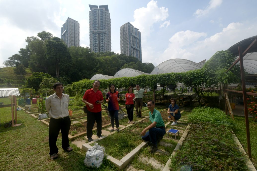 大都会/绿意盎然系列-蒲种山庄登布雅社区菜园/多图（选下）