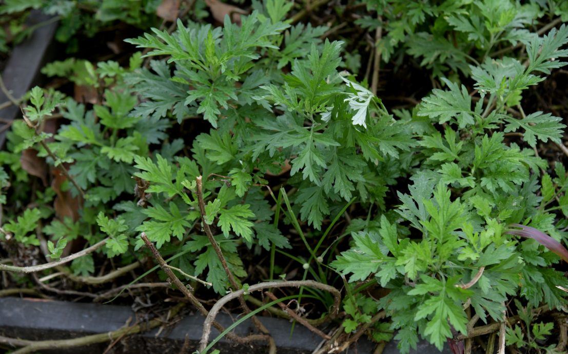 大都會/綠意盎然系列-蒲種山莊登布雅社區菜園/多圖（選下）