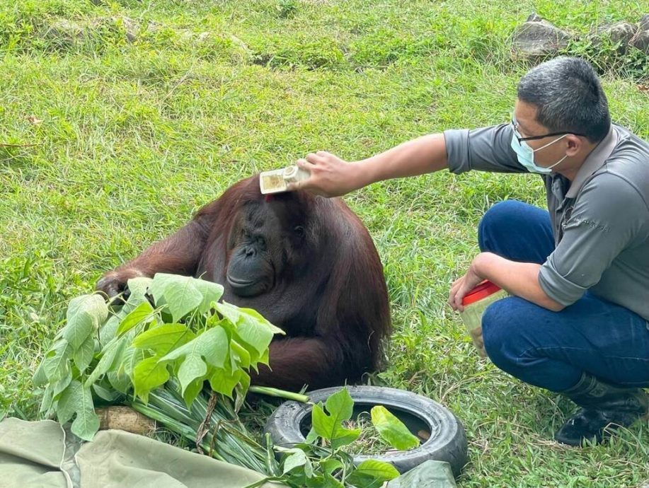 寿山动物园红毛猩猩咪咪离世 保育员悼念不舍