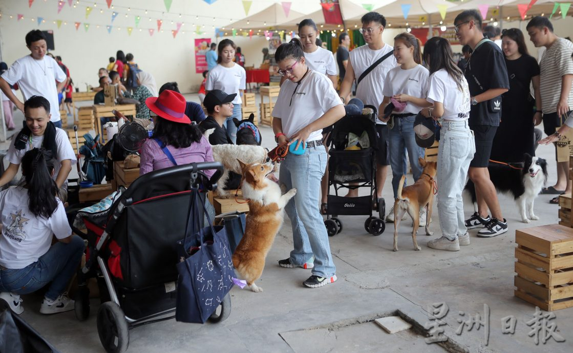 崔慈恩：大眾攜手成就領養醒覺活動 可減少流浪動物問題