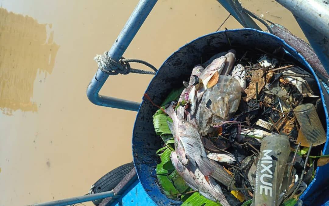 死魚浮現甲河 當局打撈一噸魚屍和垃圾