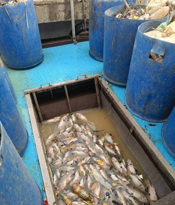 死魚浮現甲河 當局打撈一噸魚屍和垃圾