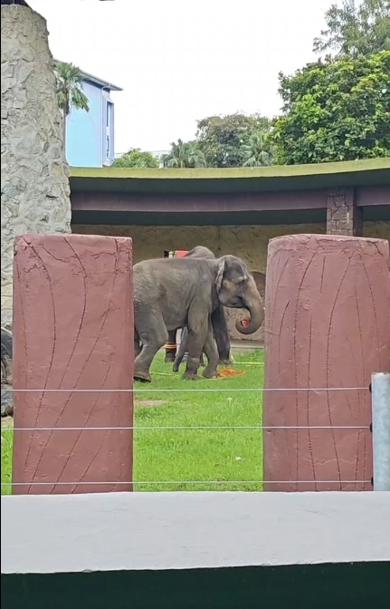 版三頭 *已簽發* 柔：新聞：嘉福尼巡視柔佛動園 為重開作準備