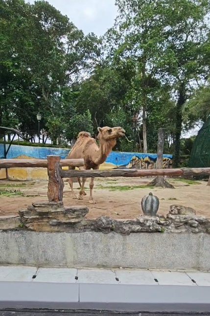 版三頭 *已簽發* 柔：新聞：嘉福尼巡視柔佛動園 為重開作準備