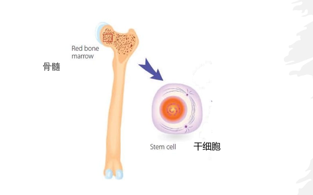 第2版主文（大北马）卢源来专科医院特稿：造血干细胞移植