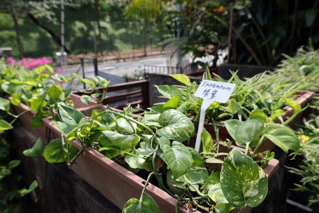 綠意盎然/大都會/雙威SPK白沙羅花園社區菜園