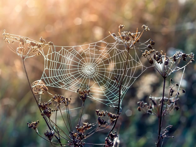 Web Of A Spider Against Sunrise In The Field.