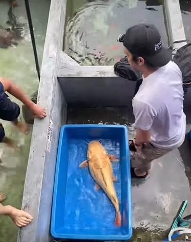 被指破坏自然生态 水族馆逾10禁养鱼类乌龟遭充公