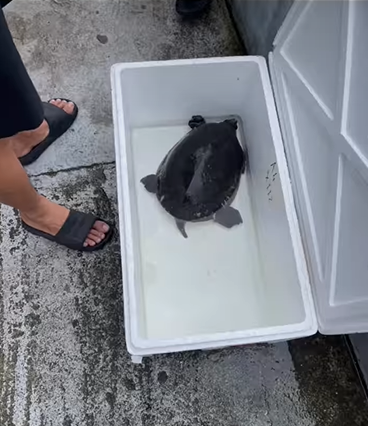 被指破壞自然生態 水族館逾10禁養魚類烏龜遭充公