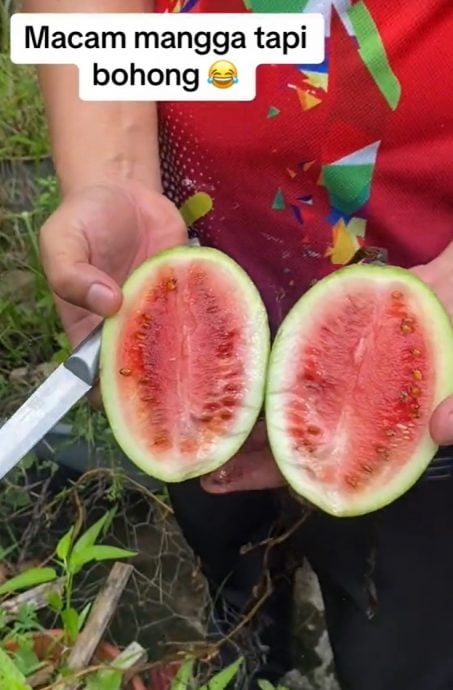 视频|水果也有间谍？ 看似芒果竟是西瓜！