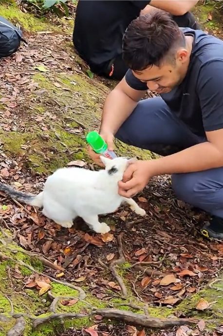 視頻|神秘出沒為登山客引路 網贊：它是花果山守護者