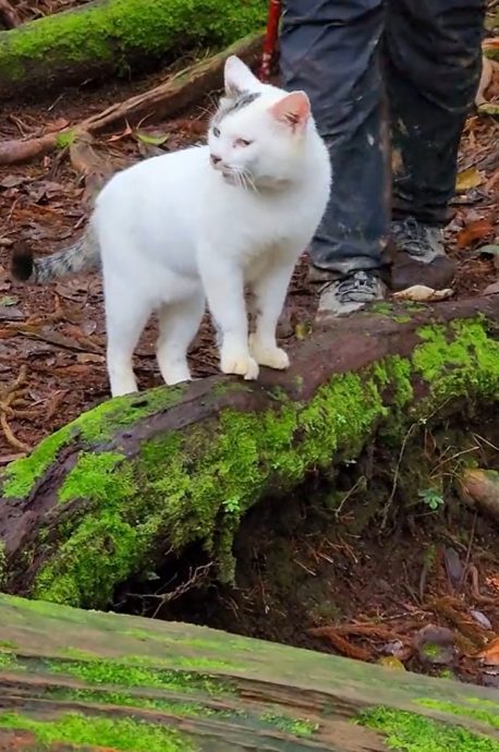 视频|神秘出没为登山客引路 网赞：它是花果山守护者