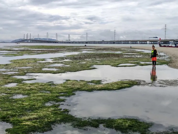 面积逾40足球场壮观 槟大桥海面现“海藻地毯”