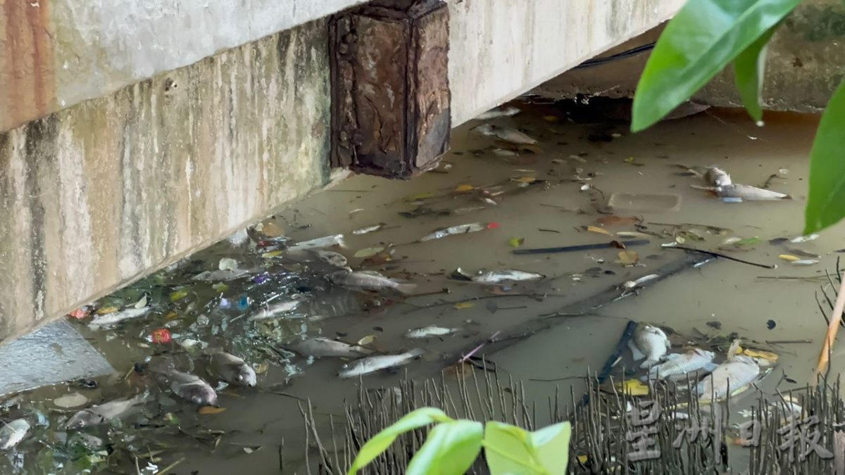 （古城封面主文）甲河浮現大量死魚 劉志俍促環境局調查