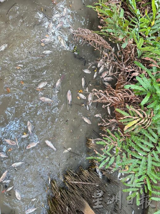 （古城封面主文）甲河浮现大量死鱼 刘志俍促环境局调查