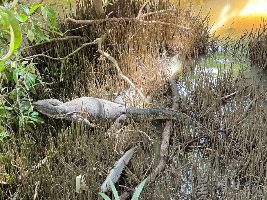 （古城封面主文）甲河浮现大量死鱼 刘志俍促环境局调查