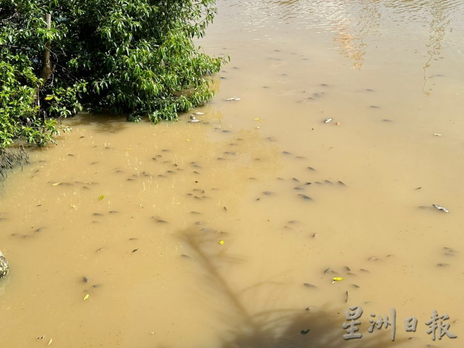 （古城封面主文）甲河浮现大量死鱼 刘志俍促环境局调查