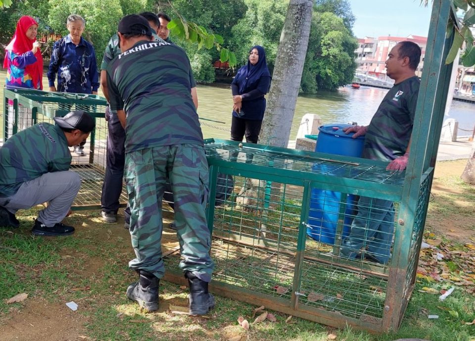 （古城第二版主文）一鳄未捕，一鳄又出没