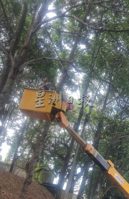 （古城第六版主文）万里茂诊所至旧镇道路树木茂盛存在安全隐患