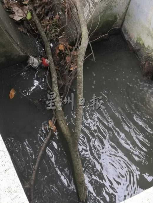 （古城第六版主文）万里茂诊所至旧镇道路树木茂盛存在安全隐患