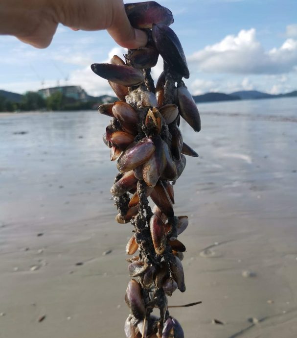 （大北馬）浮羅交怡真浪海灘出現大量貝類擱淺岸上。