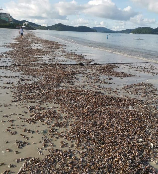 （大北马）浮罗交怡真浪海滩出现大量贝类搁浅岸上。