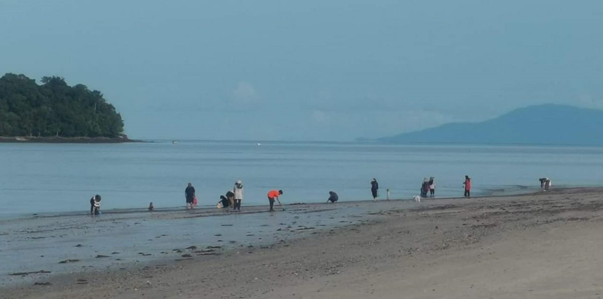 （大北马）浮罗交怡真浪海滩出现大量贝类搁浅岸上。