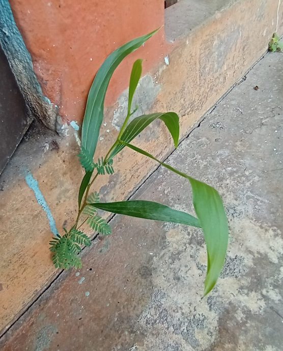 NS馬口:一棵小樹苗竟然有著兩種不同形狀的樹葉