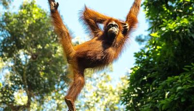 Orangutan conservation in Sabah starting to bear fruit