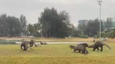 野生動物局：設陷只捕獲數只 公園水獺或轉移陣地