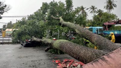 强风酿树倒压4车 幸没酿伤亡事故