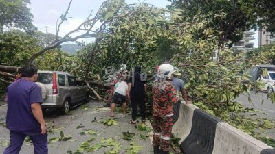 树冠太大 根茎蔓延失衡 明明很健康 树 还是倒了