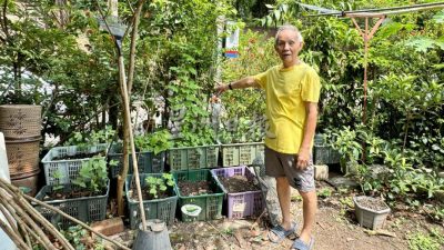 綠量 | 廚餘當寶 自制有機肥 方木河自家菜園蔬果繁盛