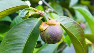 从自然到科学：山竹叶提取物的抗菌潜力