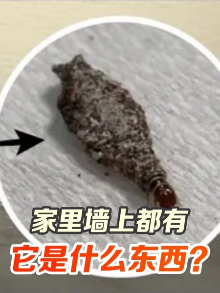 掃除衣蛾大作戰 怎麼抓都抓不完？