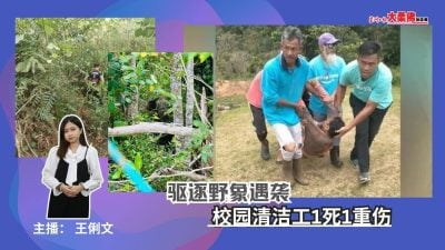 大柔佛三分钟 | 驱逐野象遇袭 校园清洁工1死1重伤