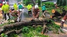 沙狂风暴雨各地树倒 汽车行驶中遭压毁