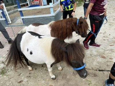 GISB兒童之家醜聞｜成員全撤離 遺棄3天 矮種馬等26動物被救出