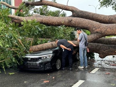 樹倒壓毀車 路人搶救  懷孕妻與丈夫及時逃生