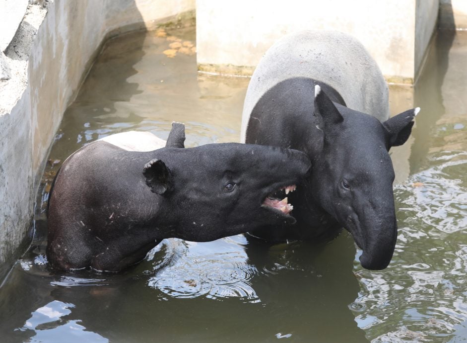 (9月23見報）星角攝:  “柔佛動物園明星” 歡迎你！