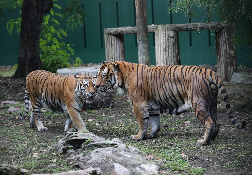 (9月23見報）星角攝:  “柔佛動物園明星” 歡迎你！