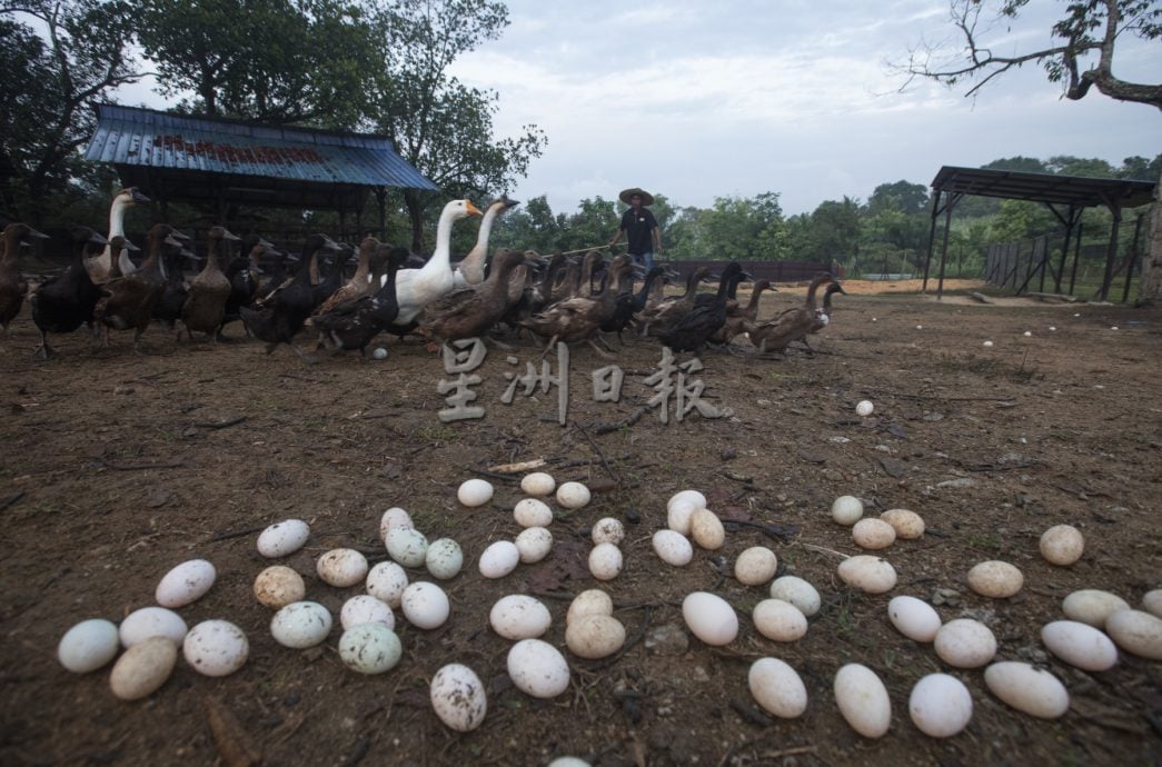 星角摄：鸭蛋堆满沙丘，鸭农忙捡鸭蛋